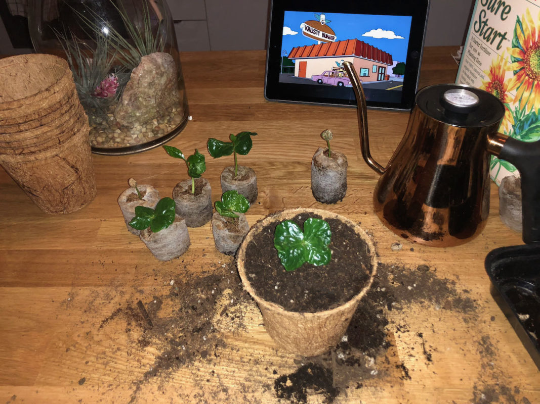 Repotting coffee sprouts at home.